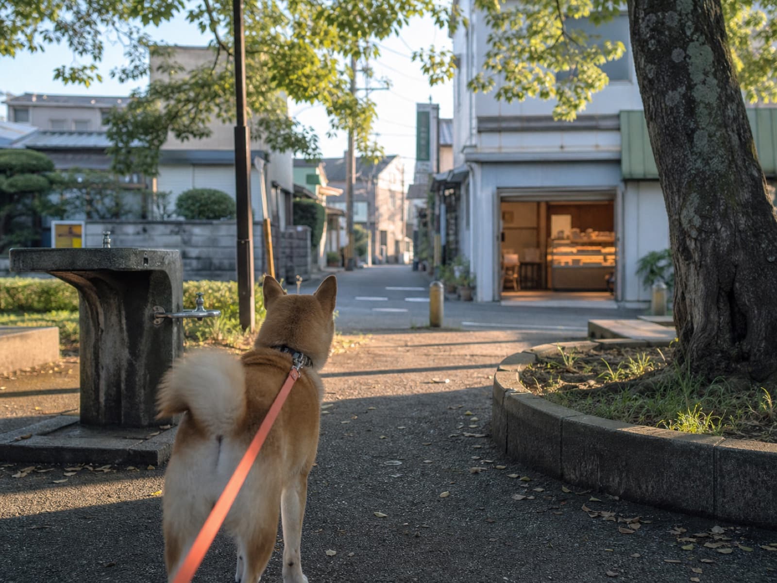 犬と歩く半径の世界観を表すサムネイル